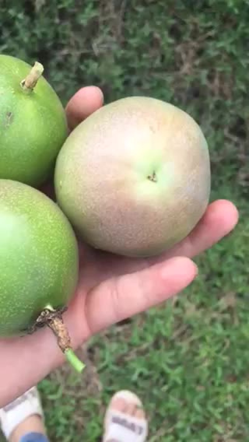 百香果