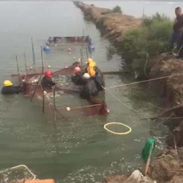 乌青鱼花白鲢