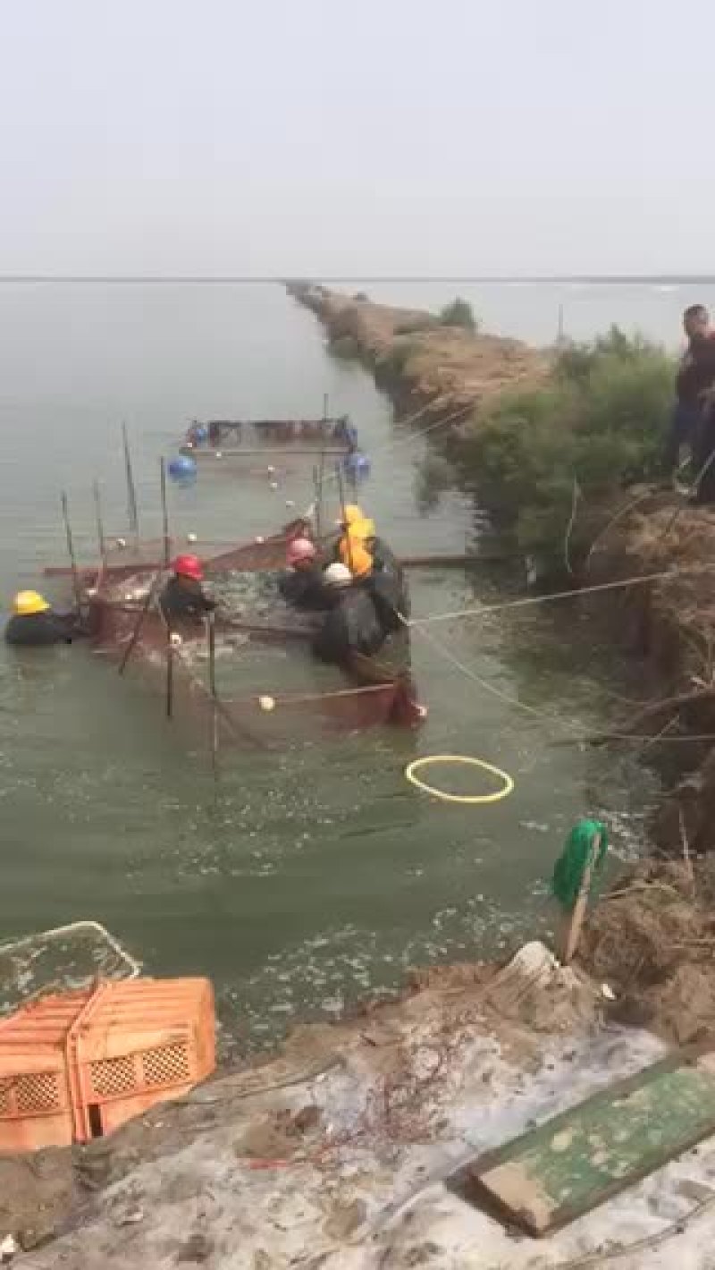 乌青鱼花白鲢