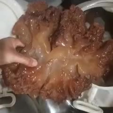 海蜇头和海蜇皮都有