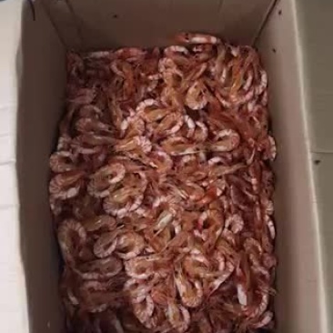 烤东方虾干