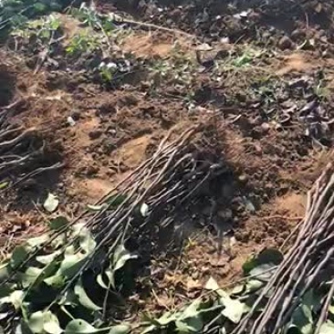 皇冠梨苗玉露香梨苗彩虹梨苗