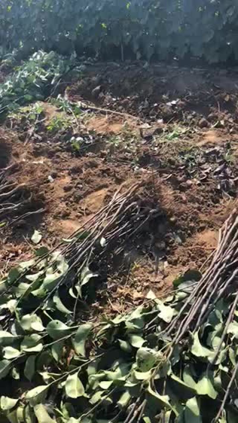 皇冠梨苗玉露香梨苗彩虹梨苗