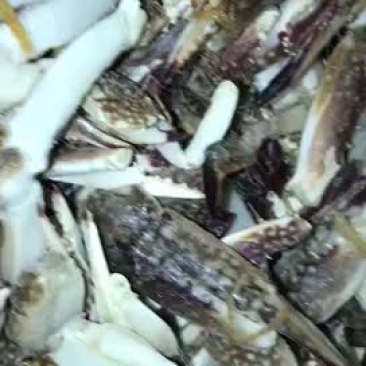 梭子蟹钳