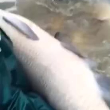 大青鱼