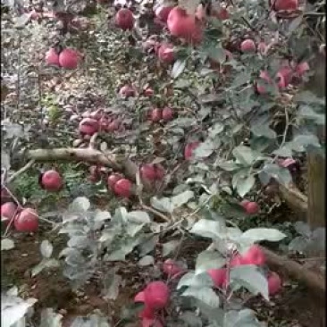 招代理商昭通糖心苹果
