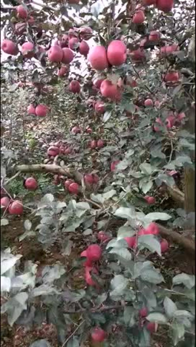 招代理商昭通糖心苹果
