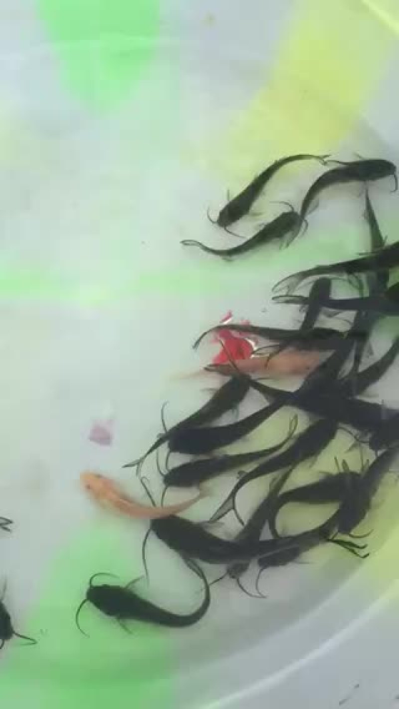 雅鱼苗，叉尾鱼，长期销售，货源充足，欢迎联系