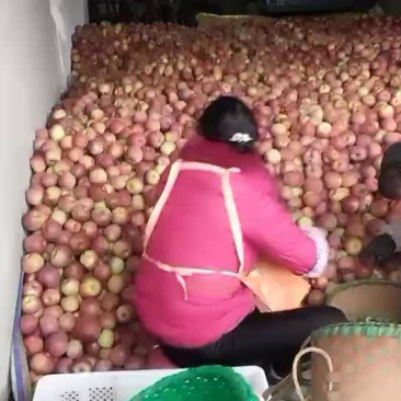糖心丑苹果