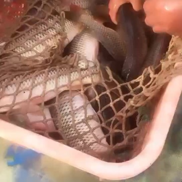 大鲤鱼