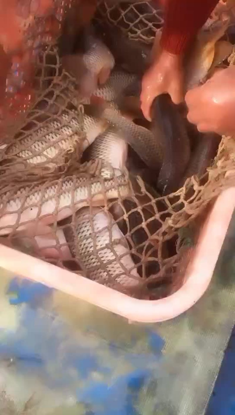 大鲤鱼