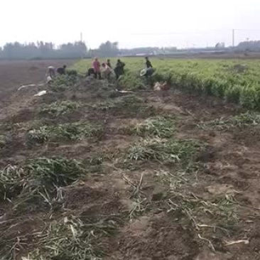 小黄姜，大黄姜，老姜，大量供应