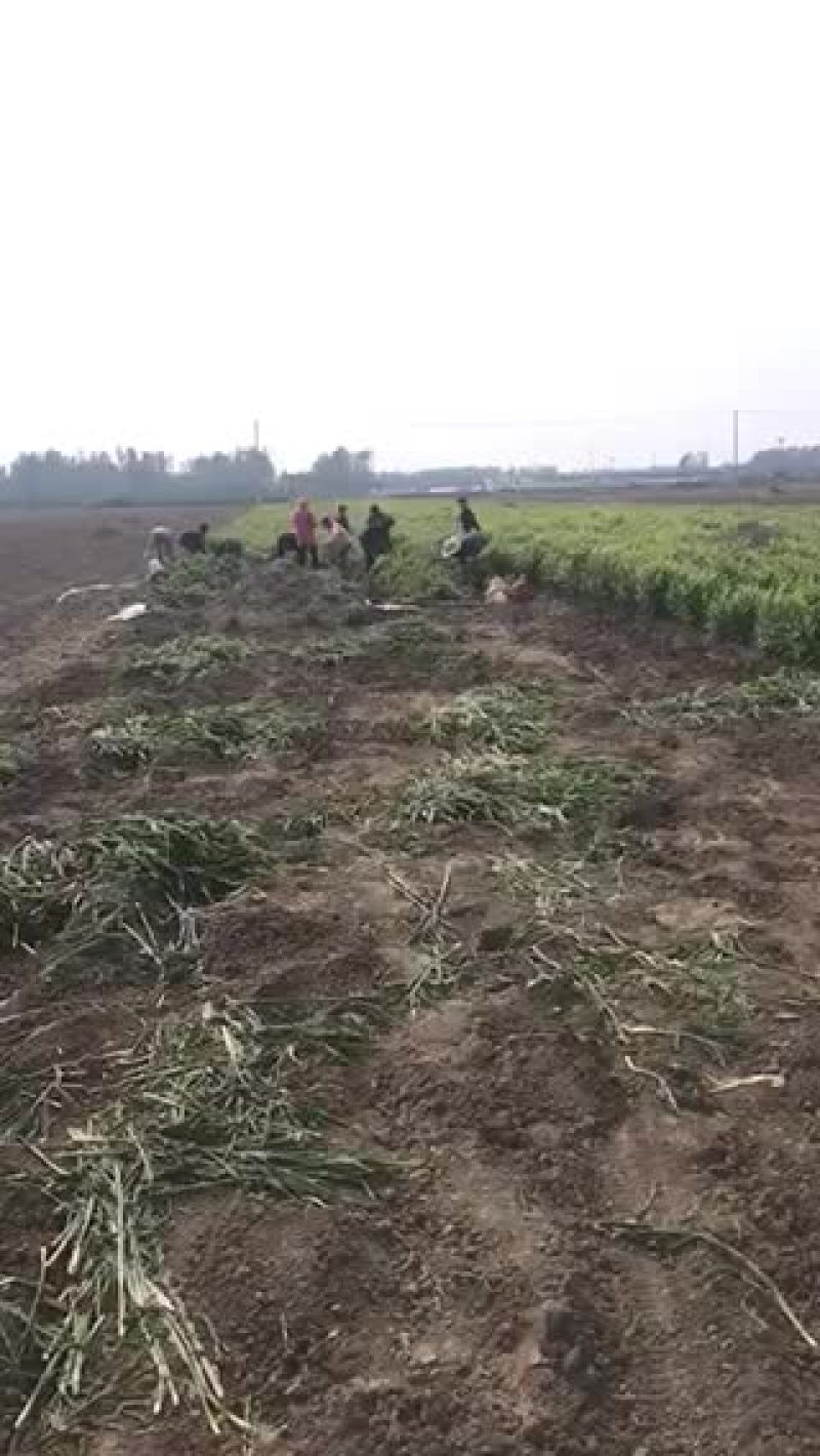 小黄姜，大黄姜，老姜，大量供应
