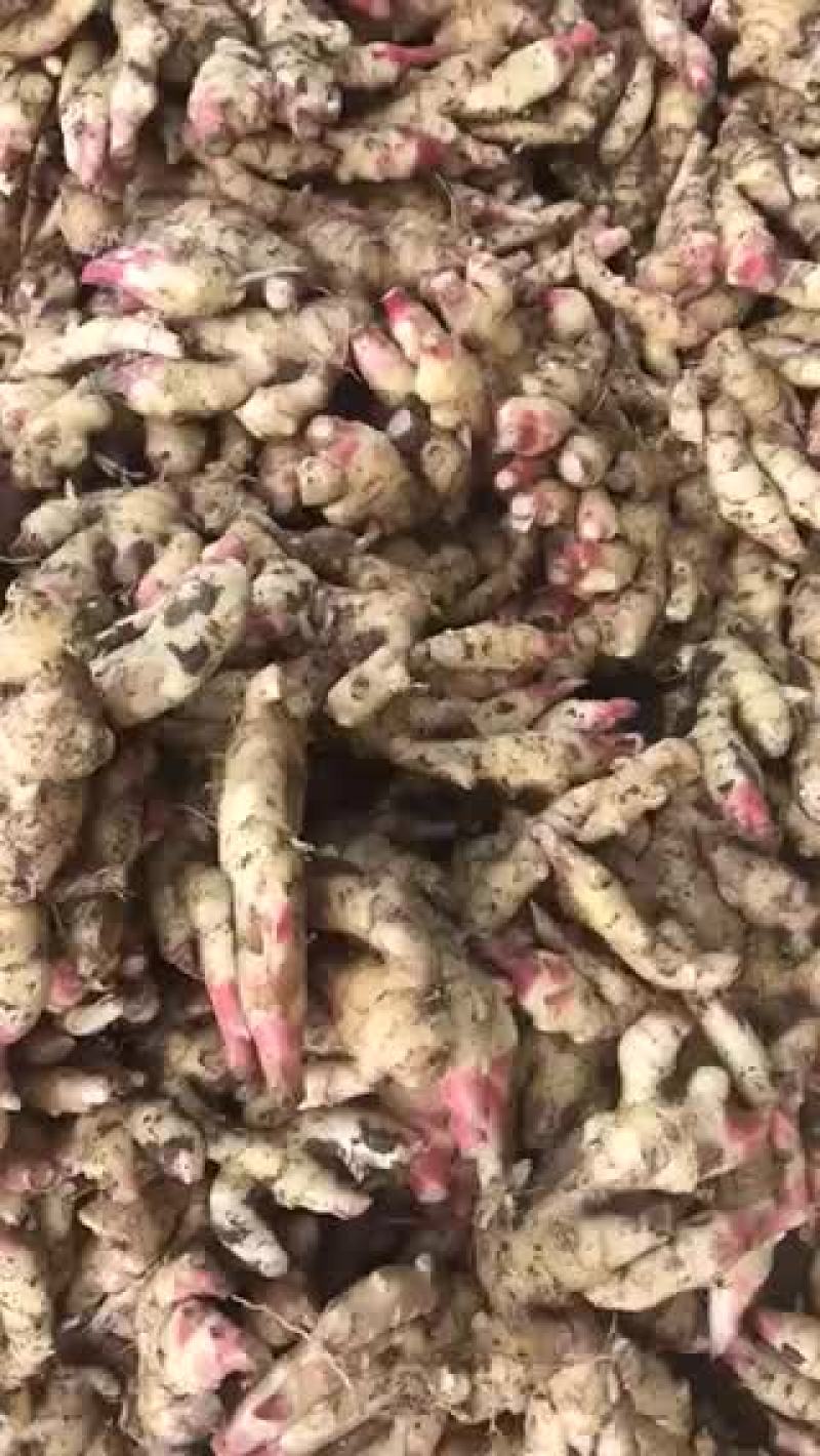 小黄姜，大黄姜，老姜，大量供应