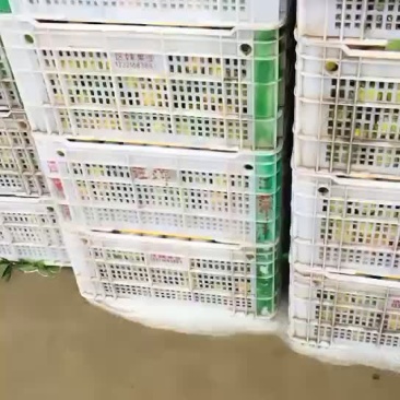 柑橘大量上市，口感好，皮薄光亮。