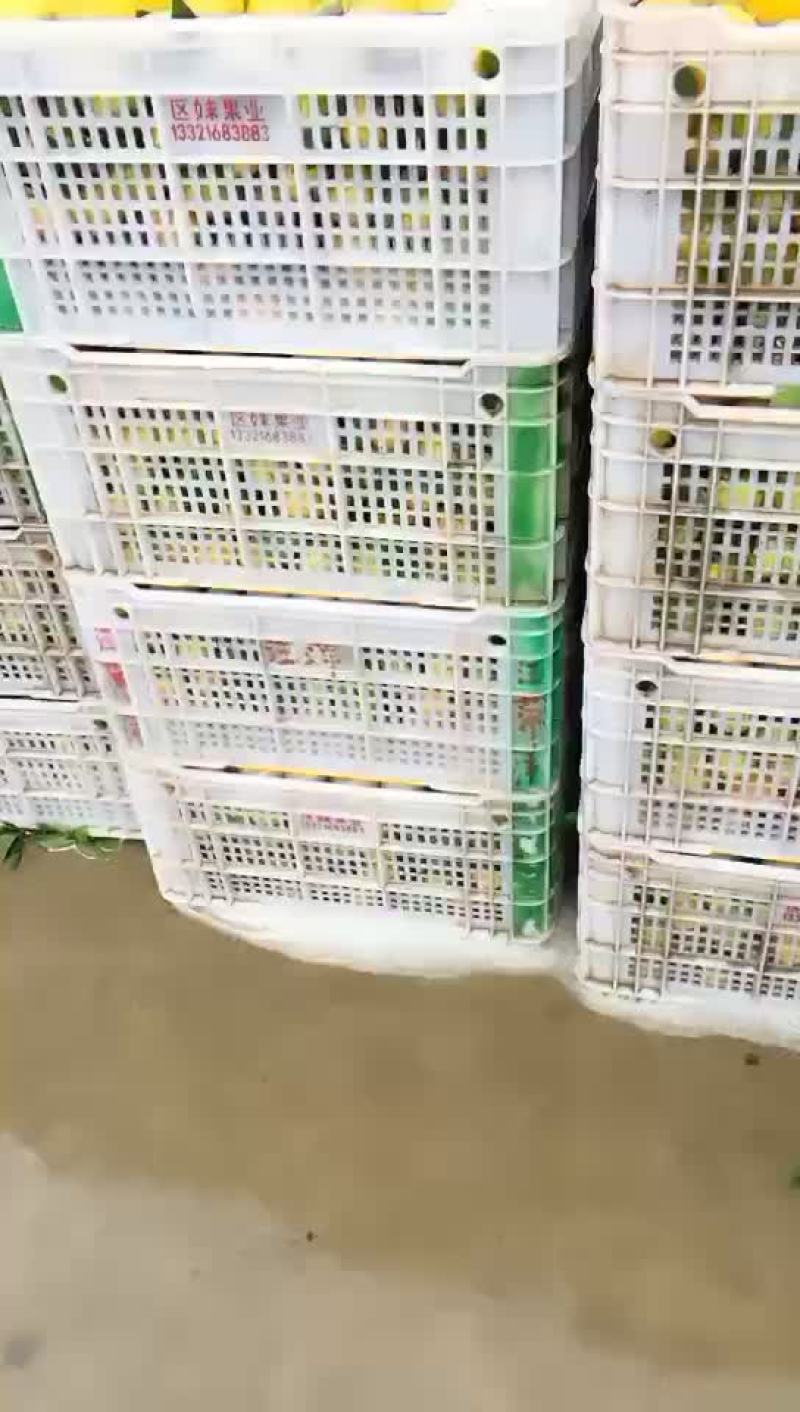 柑橘大量上市，口感好，皮薄光亮。