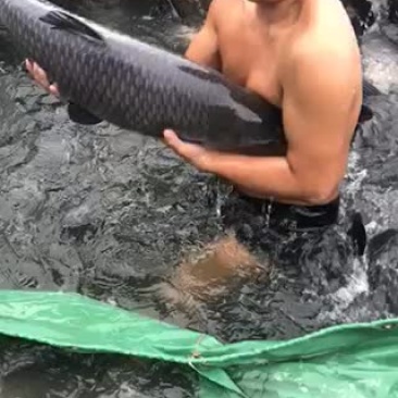 优质青鱼，全国发货