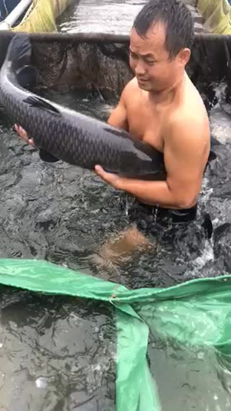 优质青鱼，全国发货