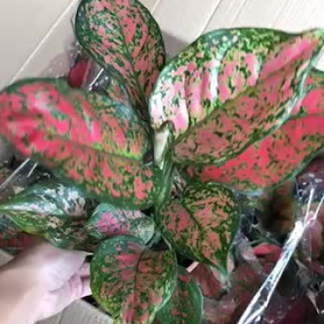 小盆栽-110单株如意