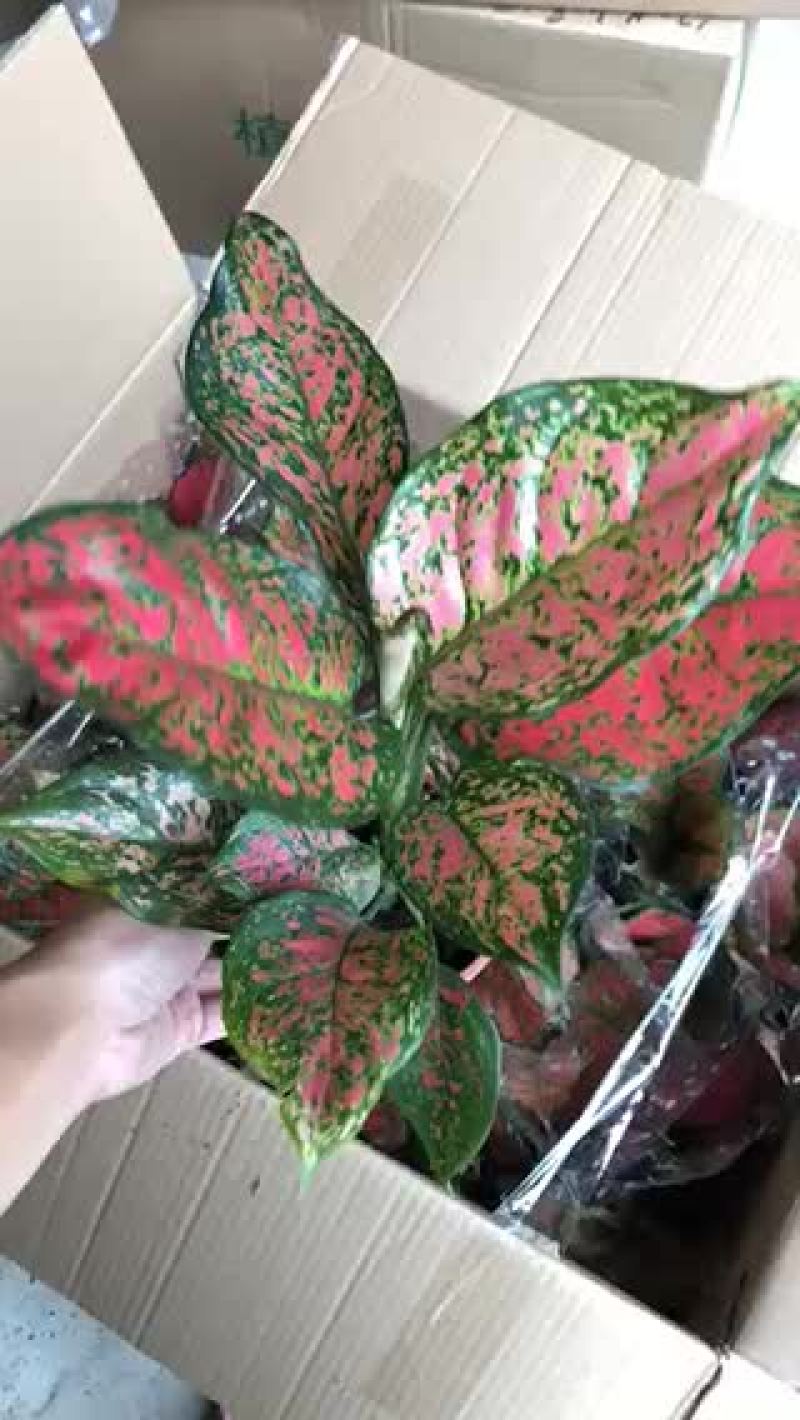 小盆栽-110单株如意