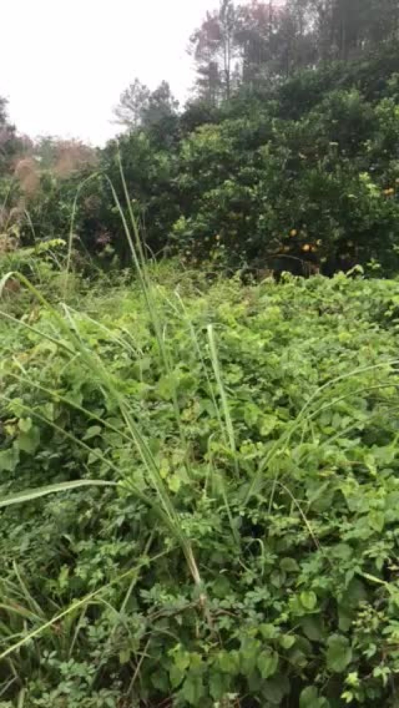 一年一度的丰收季节又来临了。欢迎有意者前来参观订购。