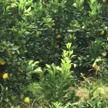 一年一度的丰收季节又来临了。欢迎广大有意者前来参观订购。