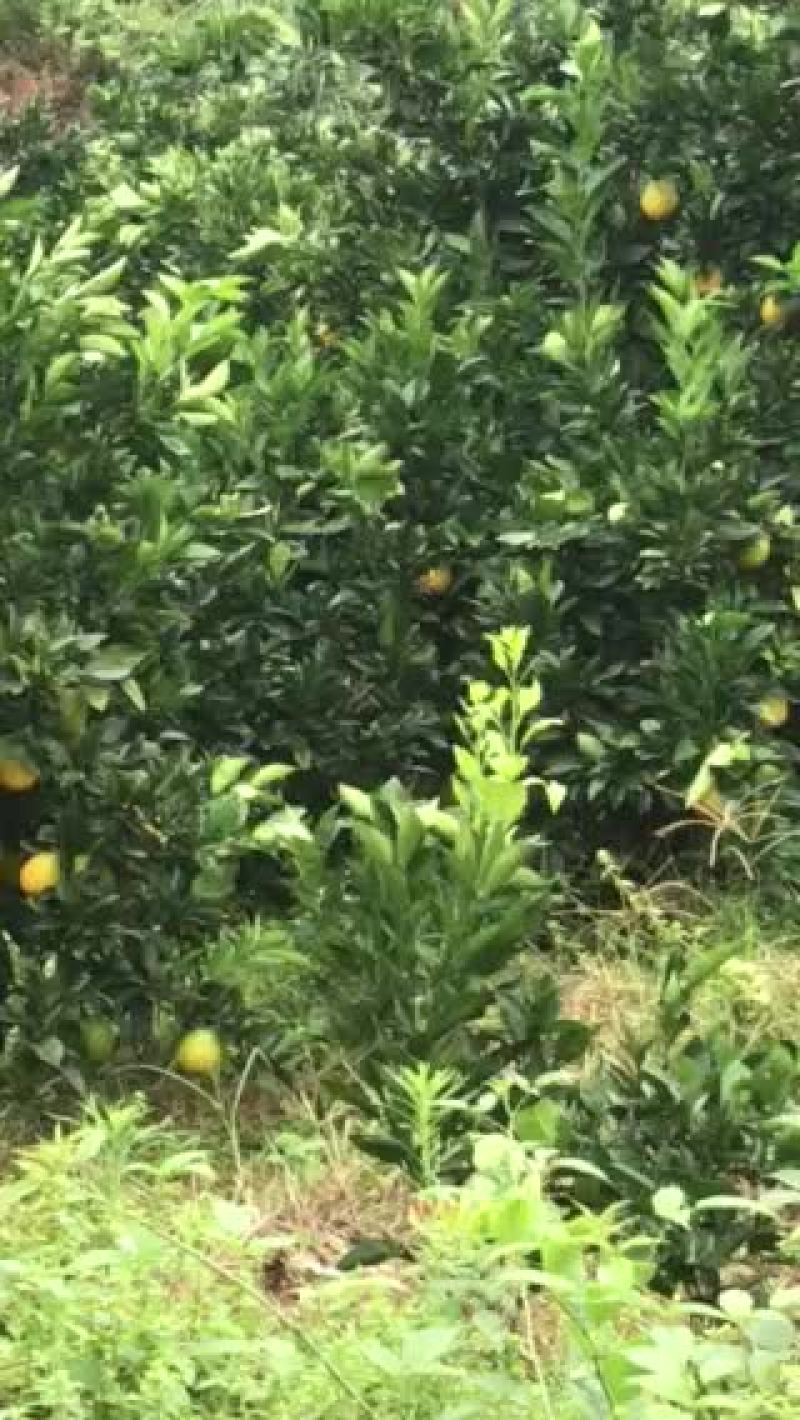 一年一度的丰收季节又来临了。欢迎广大有意者前来参观订购。