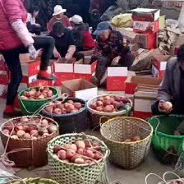 昭通糖心苹果