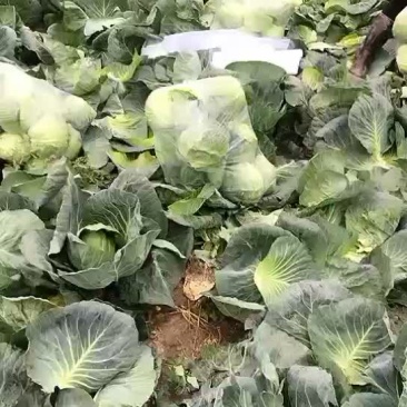 甘蓝