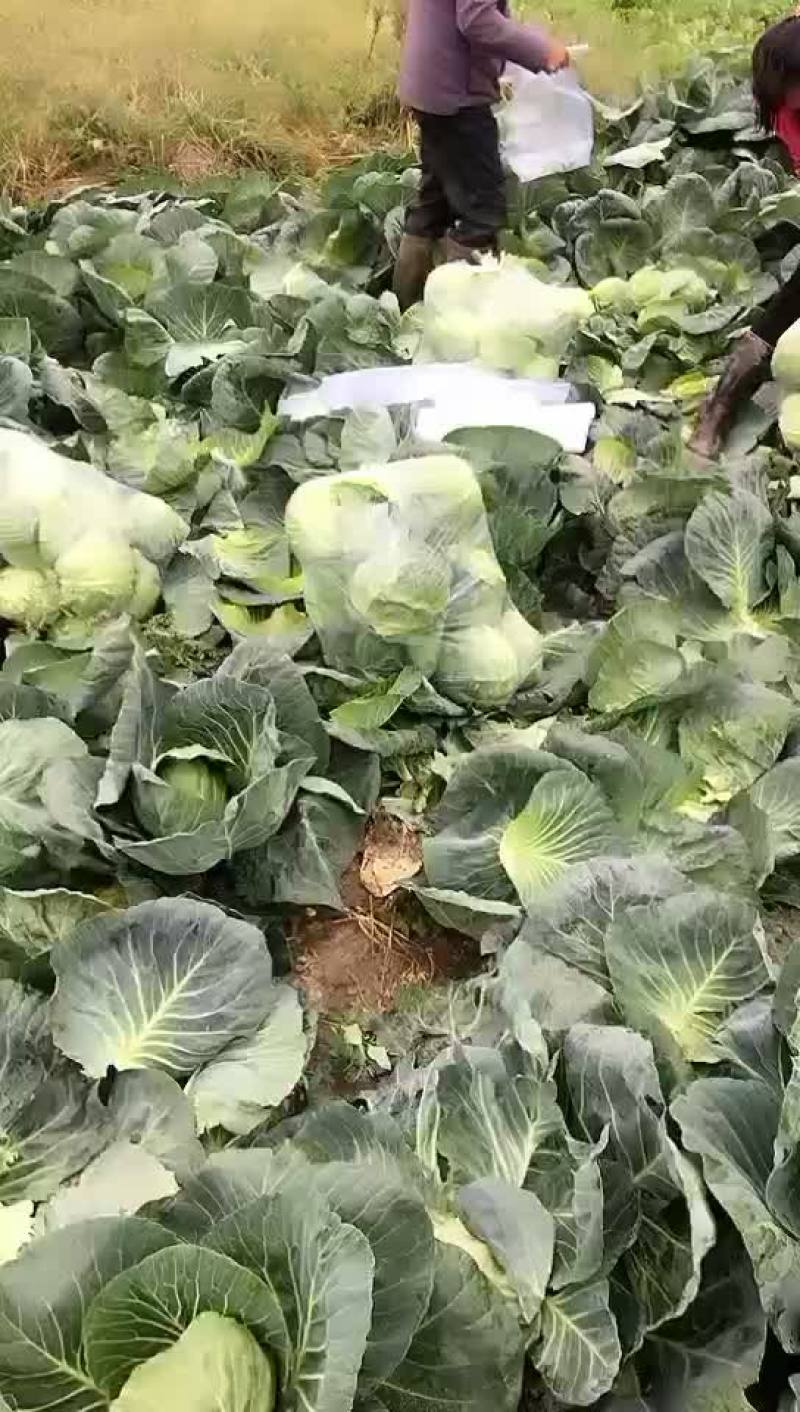 甘蓝