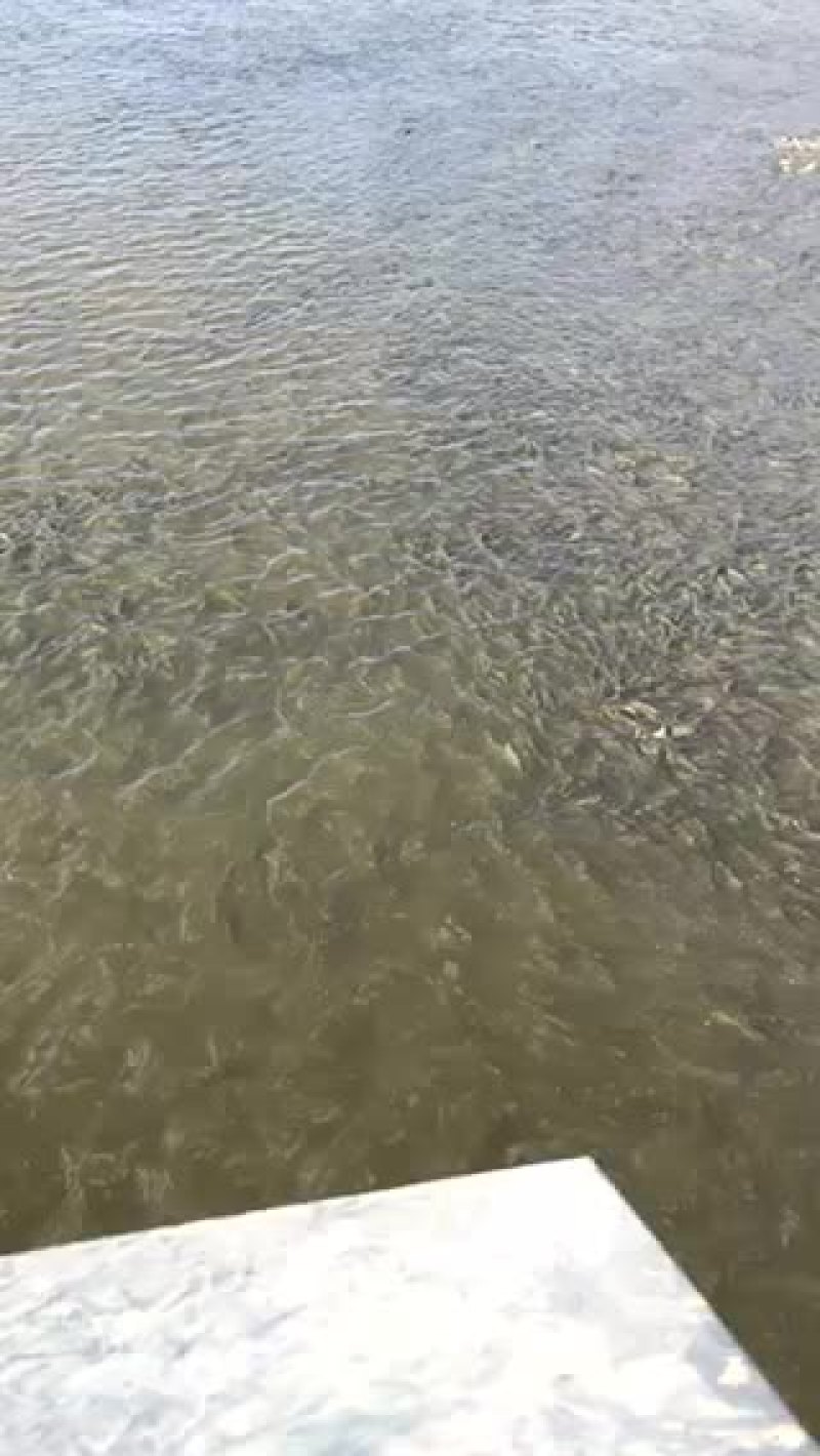 草鱼苗