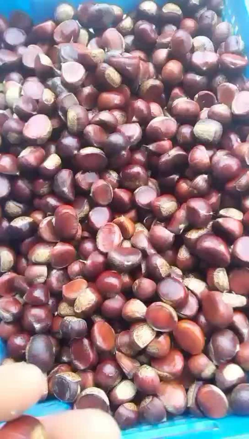 板栗