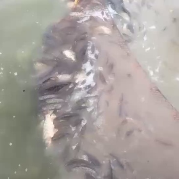 鲤鱼