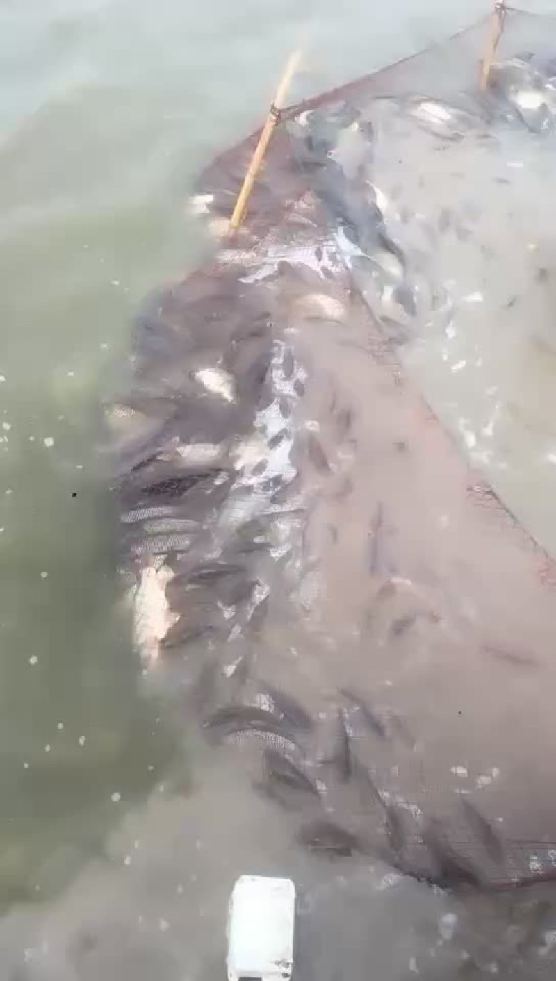 鲤鱼