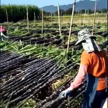 甘蔗