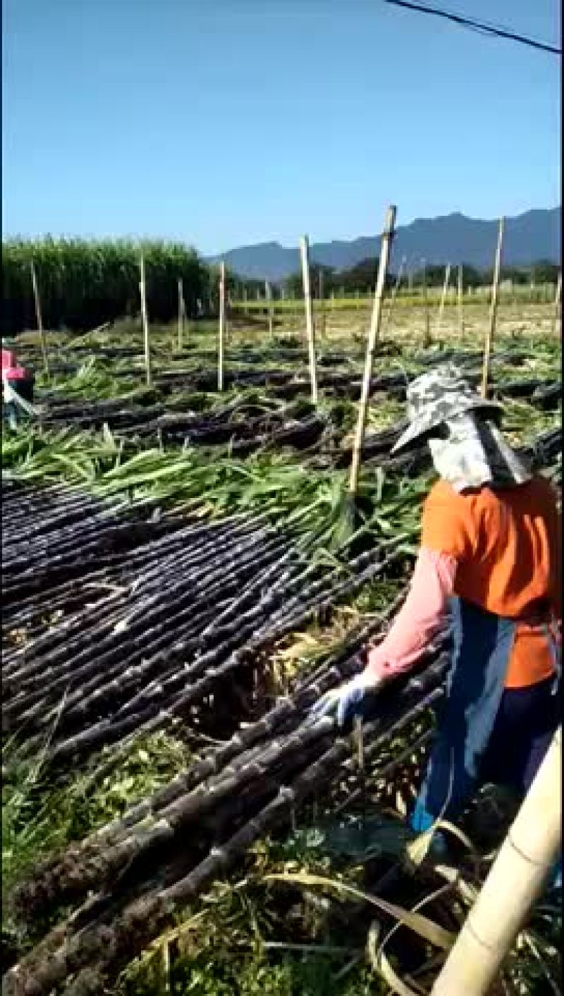 甘蔗