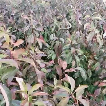 法兰西李子苗品种纯正质量保证产地直销
