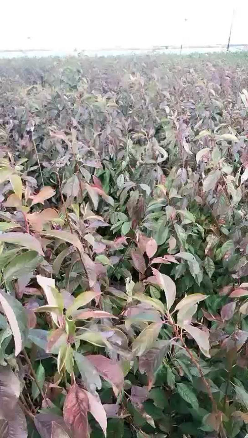 法兰西李子苗品种纯正质量保证产地直销