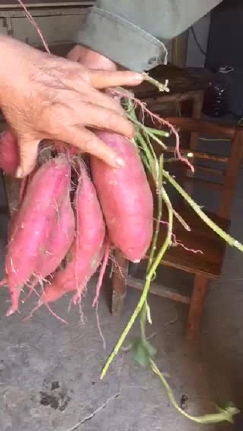 商薯19红薯
