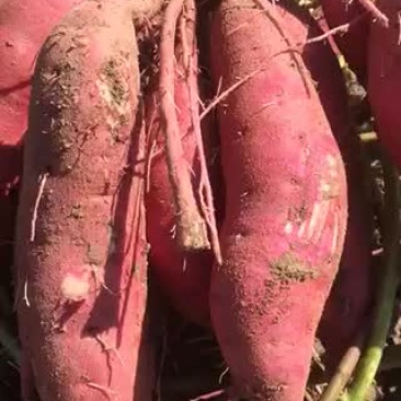商薯19红薯