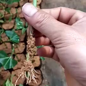 百香果苗