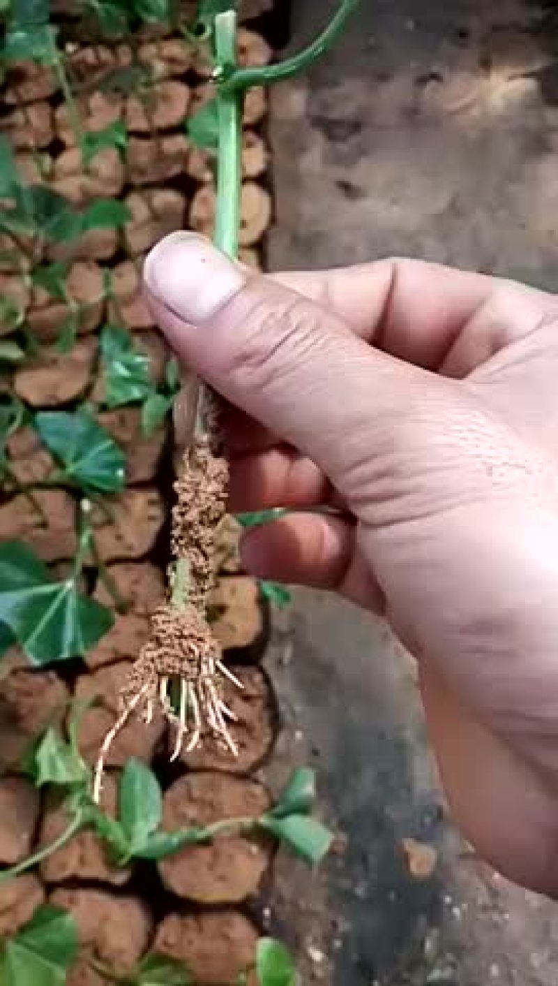 百香果苗