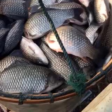正宗溧阳鲫鱼