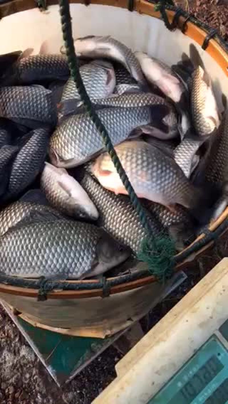 正宗溧阳鲫鱼