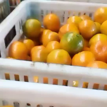 柑橘