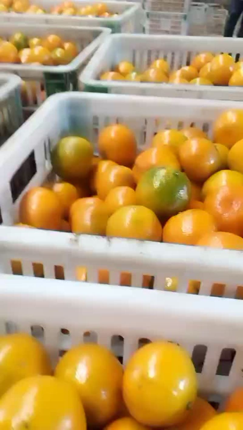柑橘