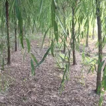 垂柳