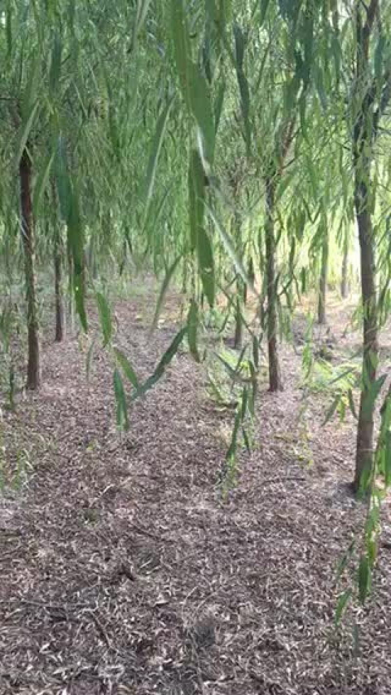 垂柳