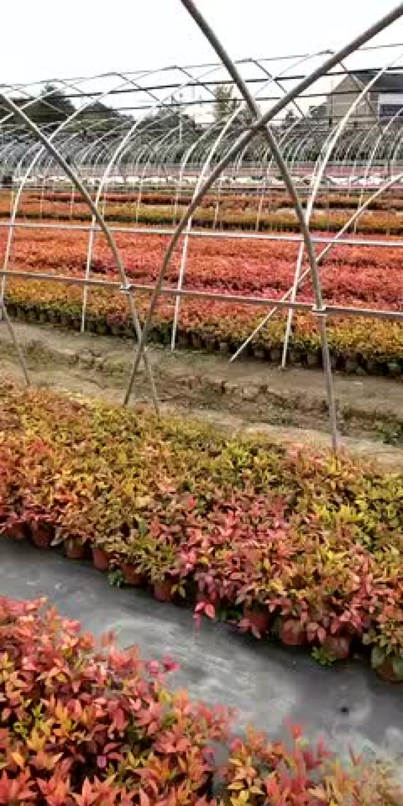 火焰南天竹