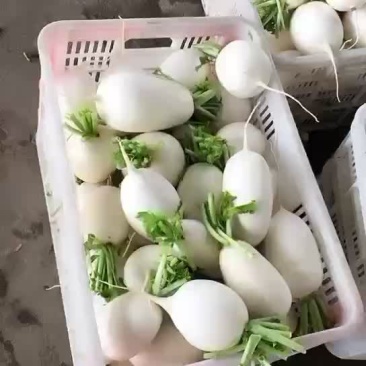 白圆萝卜